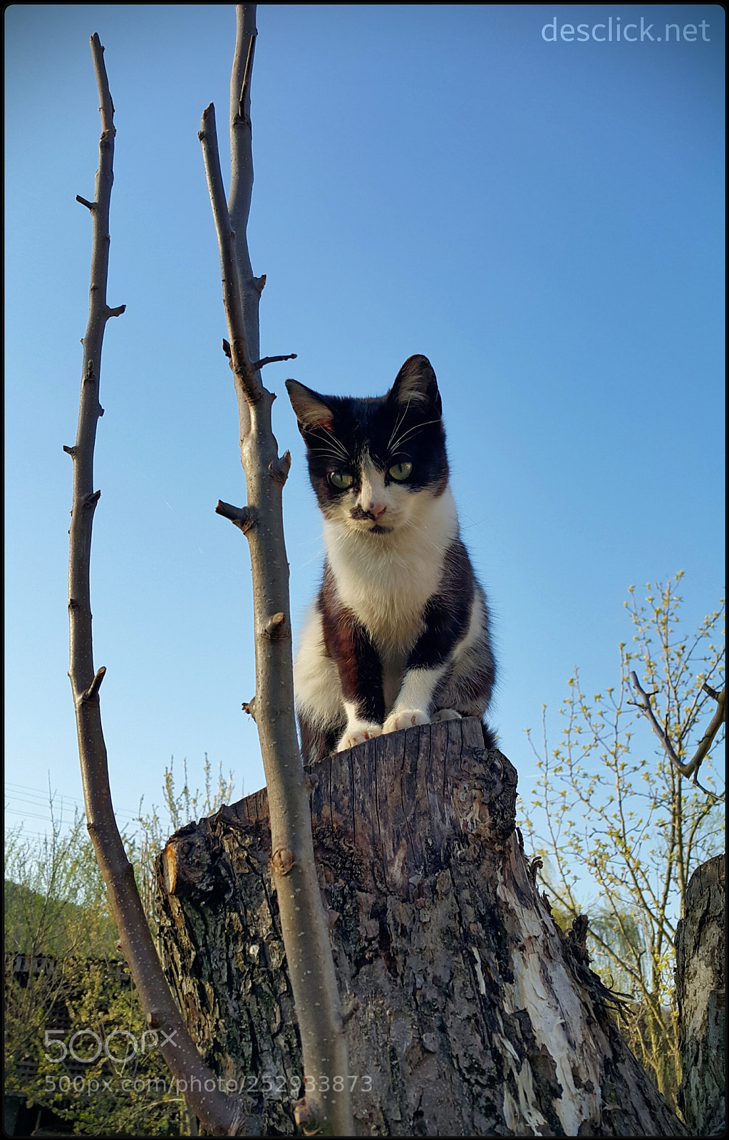Samsung Galaxy Note4 sample photo. Beware the cat(s:) photography