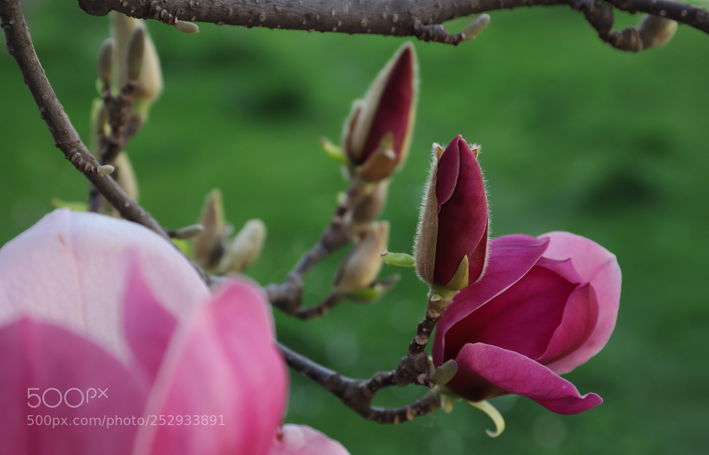 Canon EOS 6D Mark II sample photo. Youth magnolia photography