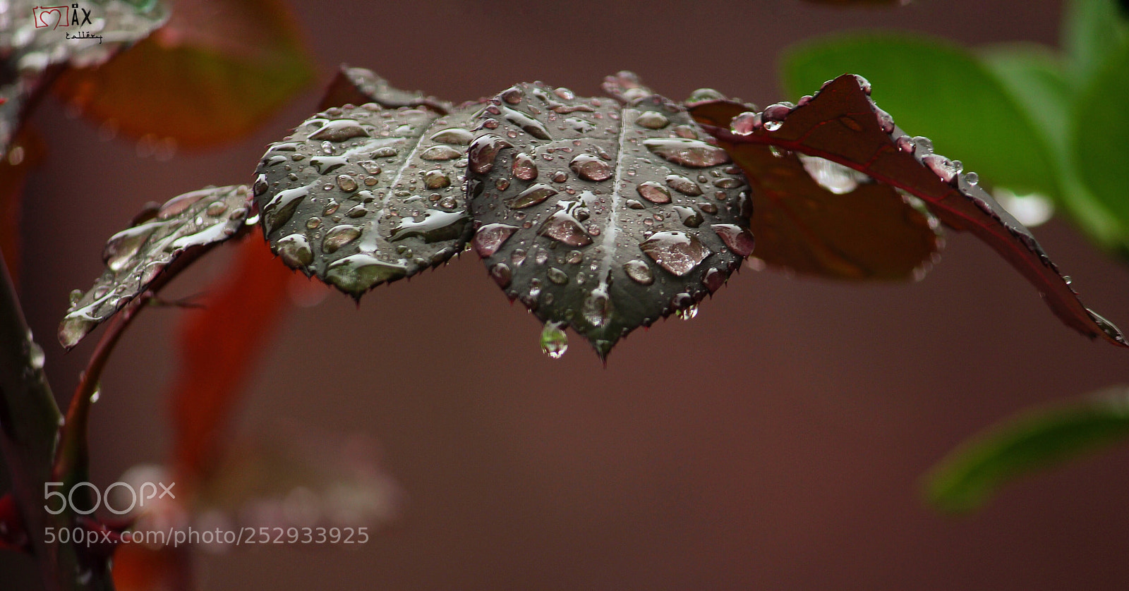 Canon EOS 700D (EOS Rebel T5i / EOS Kiss X7i) sample photo. Rain dance photography