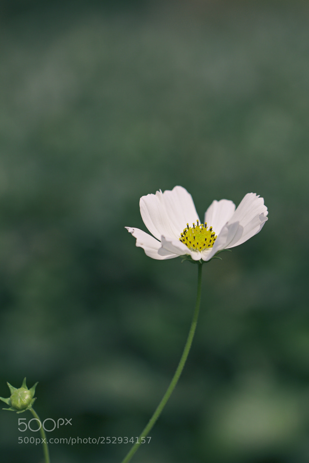 Canon EOS 600D (Rebel EOS T3i / EOS Kiss X5) sample photo. Untitled photography