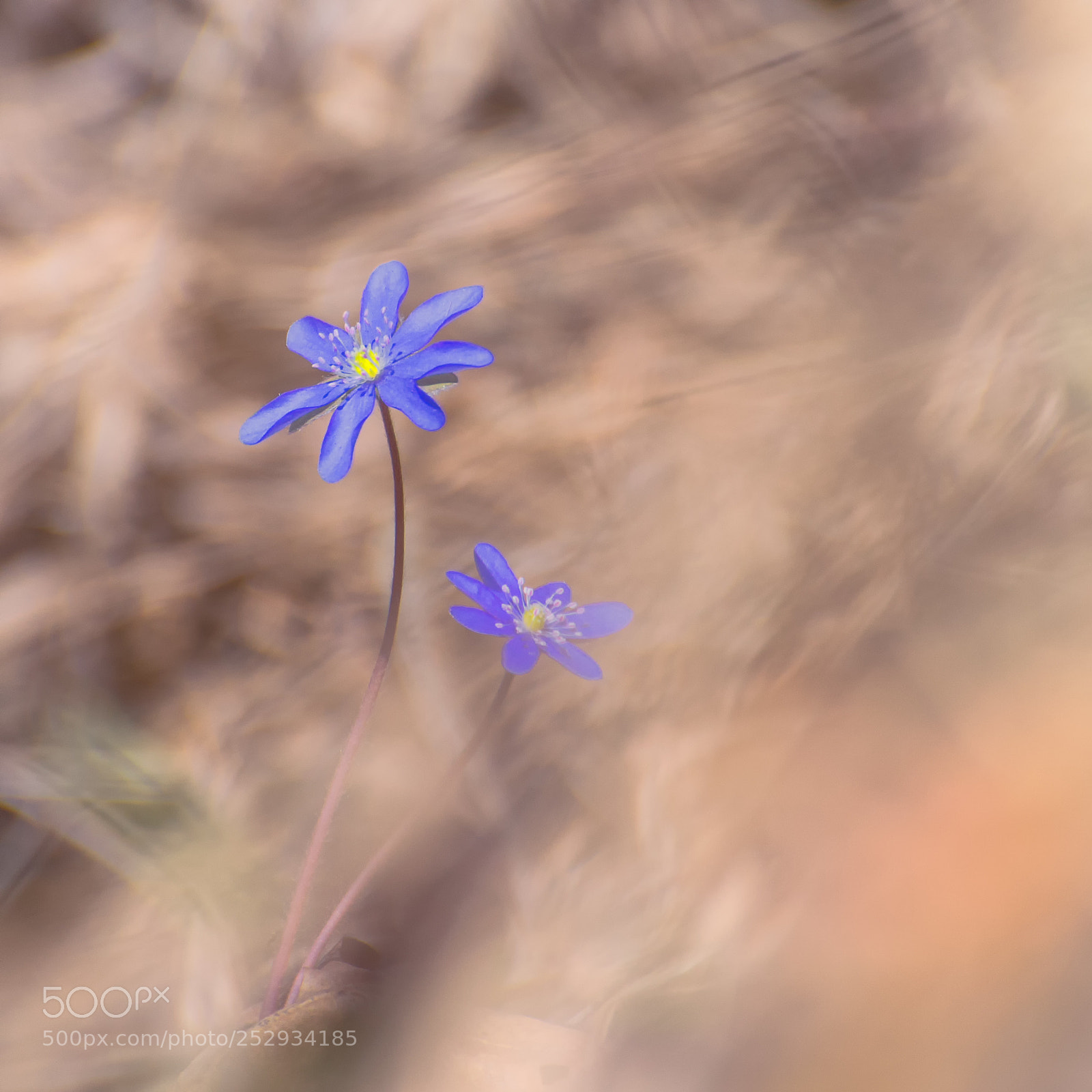 Nikon D610 sample photo. Two photography
