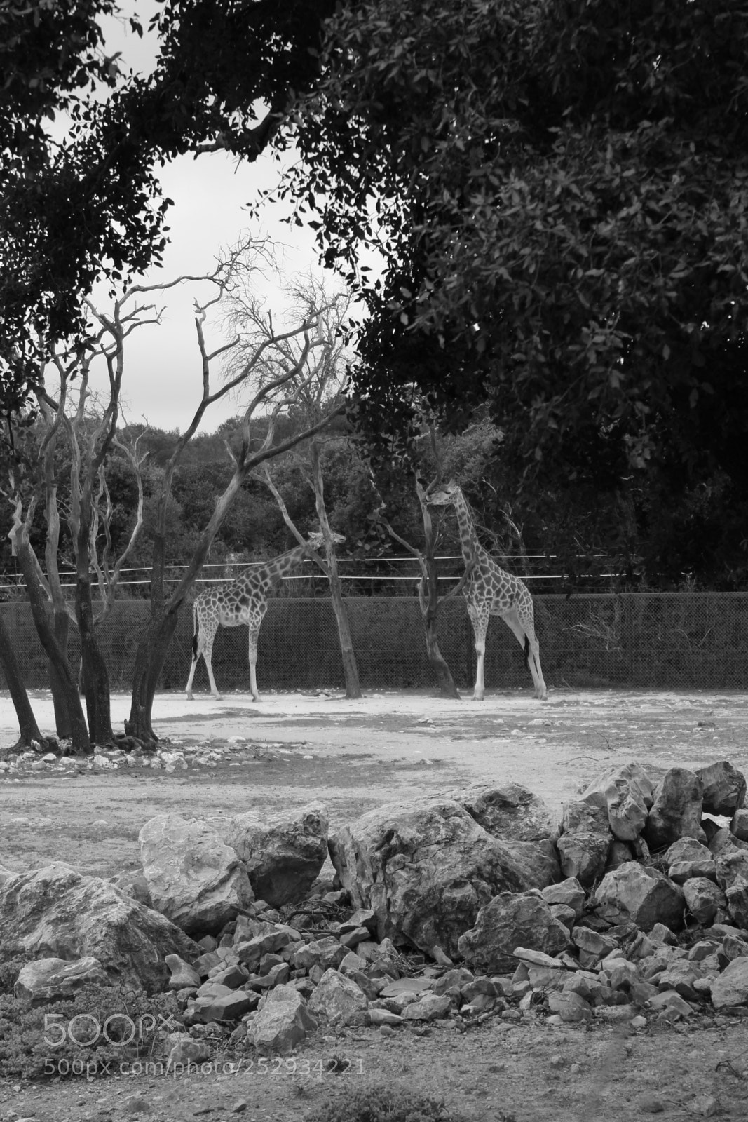 Canon EOS 1300D (EOS Rebel T6 / EOS Kiss X80) sample photo. En afrique photography