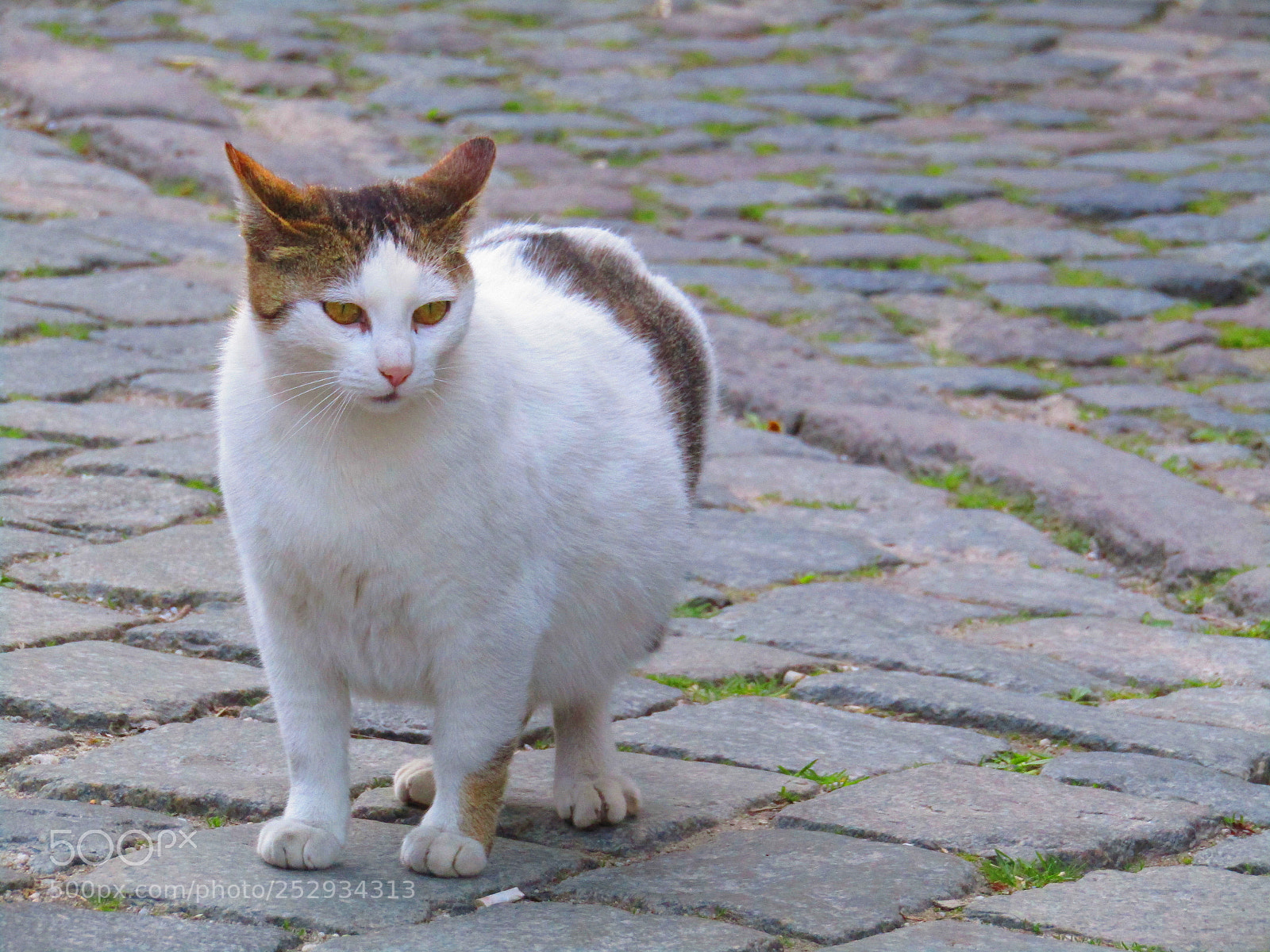 Canon PowerShot SX410 IS sample photo. Img photography