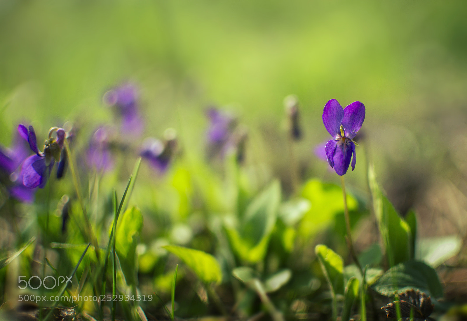 Nikon D3100 sample photo. Springtime photography
