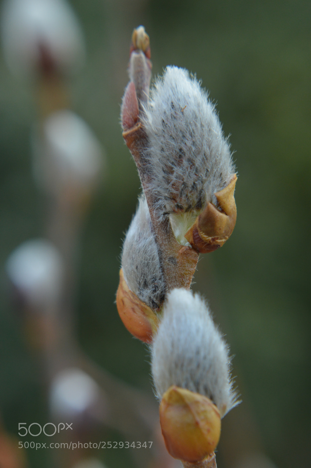 Nikon D3200 sample photo. Spring up photography