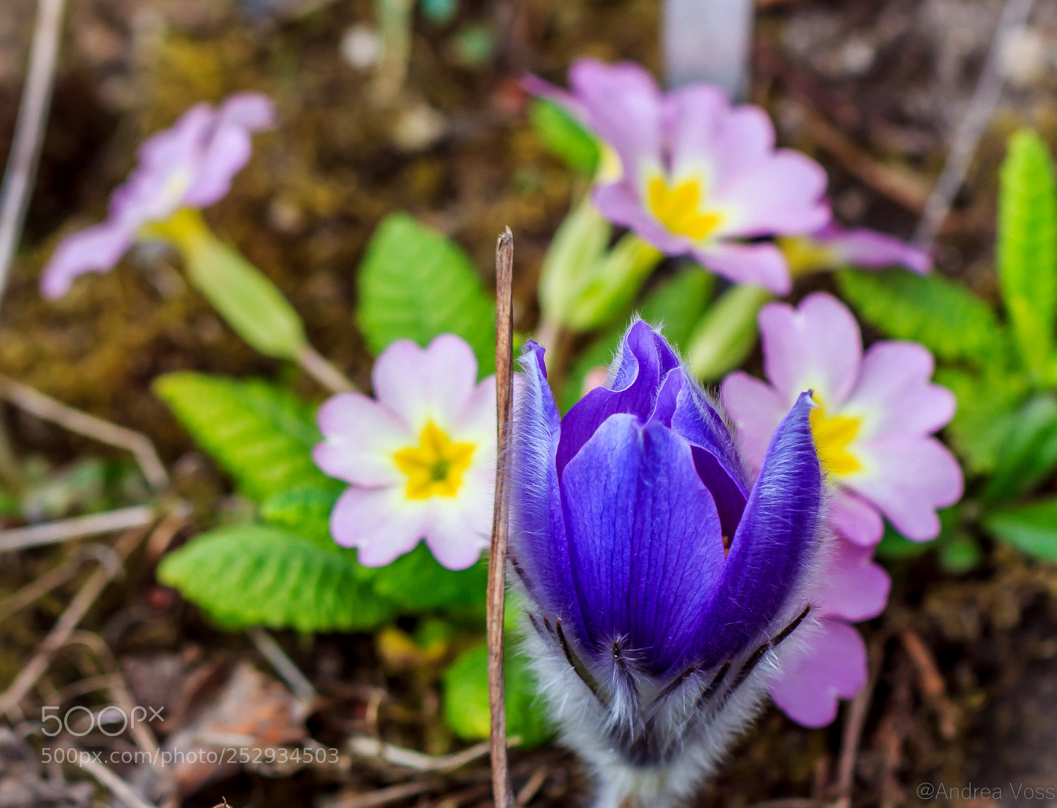 Canon EOS 60D sample photo. Der fr hling ist photography