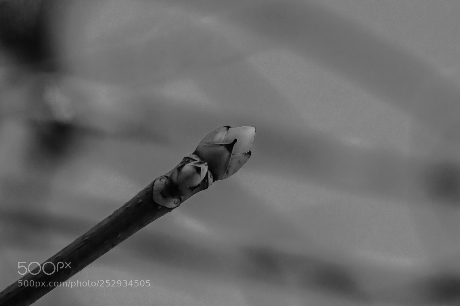 Nikon D7100 sample photo. Day 747 photography