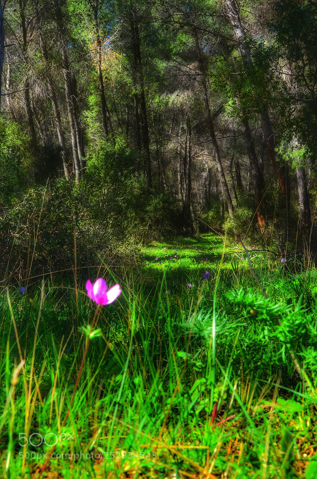 Nikon D7000 sample photo. Walk with me photography