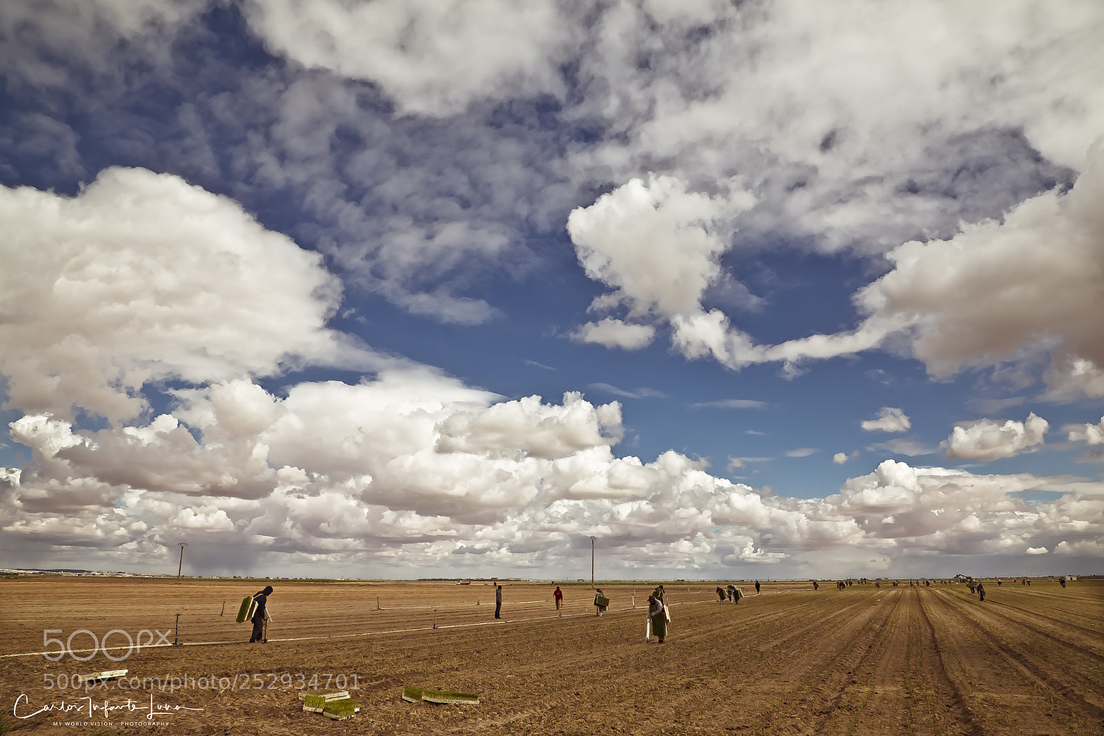 Canon EOS 5D Mark II sample photo. PlantaciÓn de cebolla photography