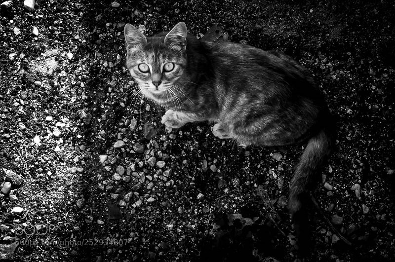 Nikon D90 sample photo. Cat photography