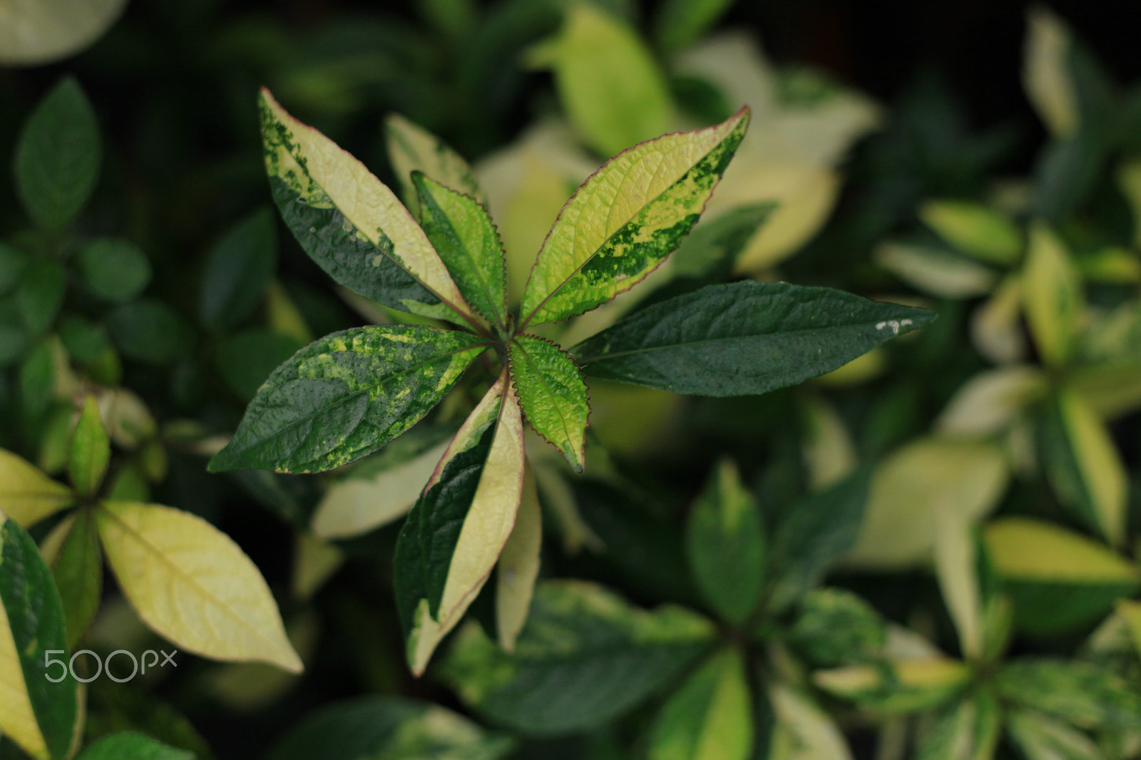 Canon EF 50mm F1.8 II sample photo. Variegated leaves photography