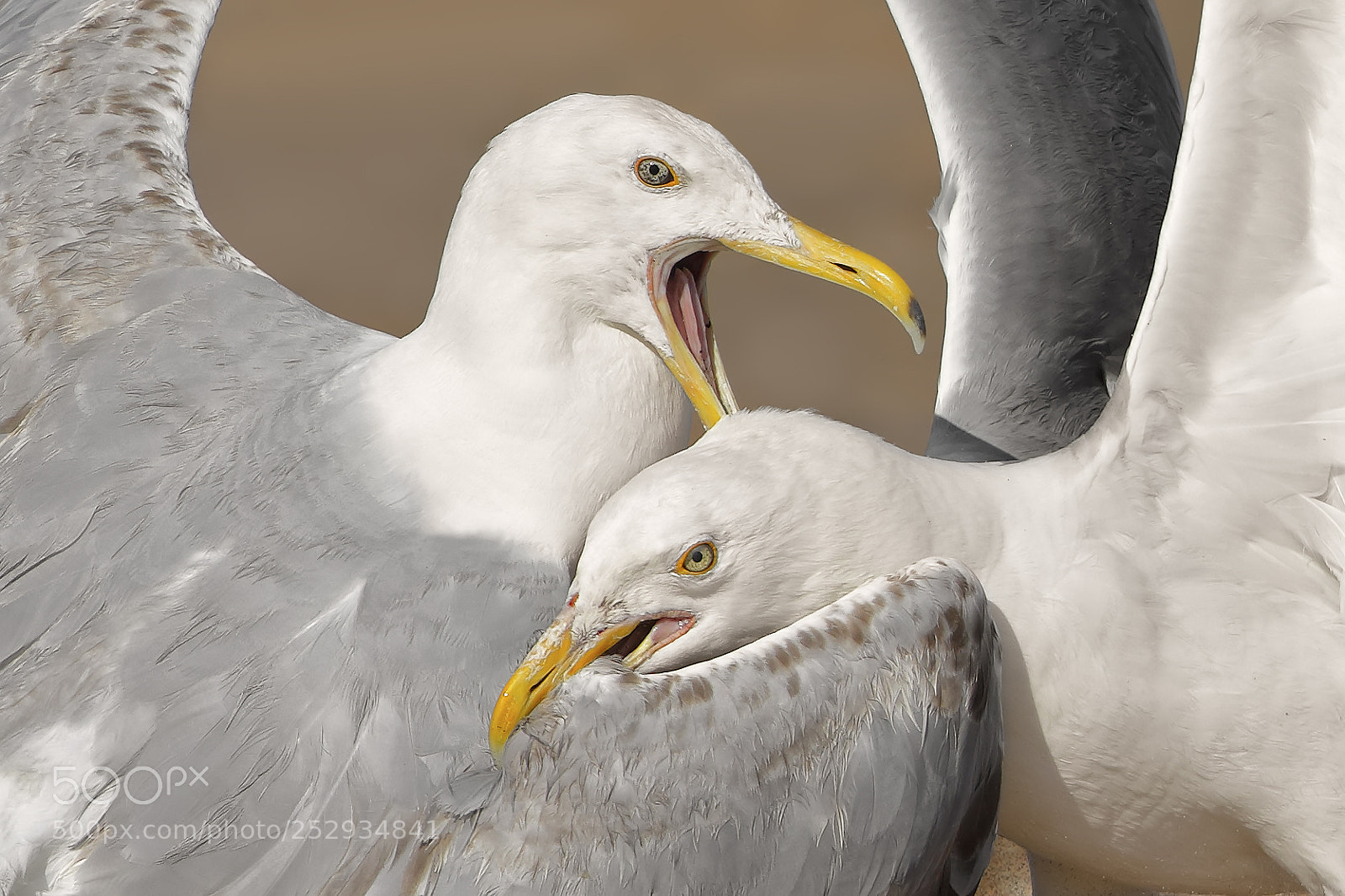 Canon EOS-1D X sample photo. Herring gulls photography