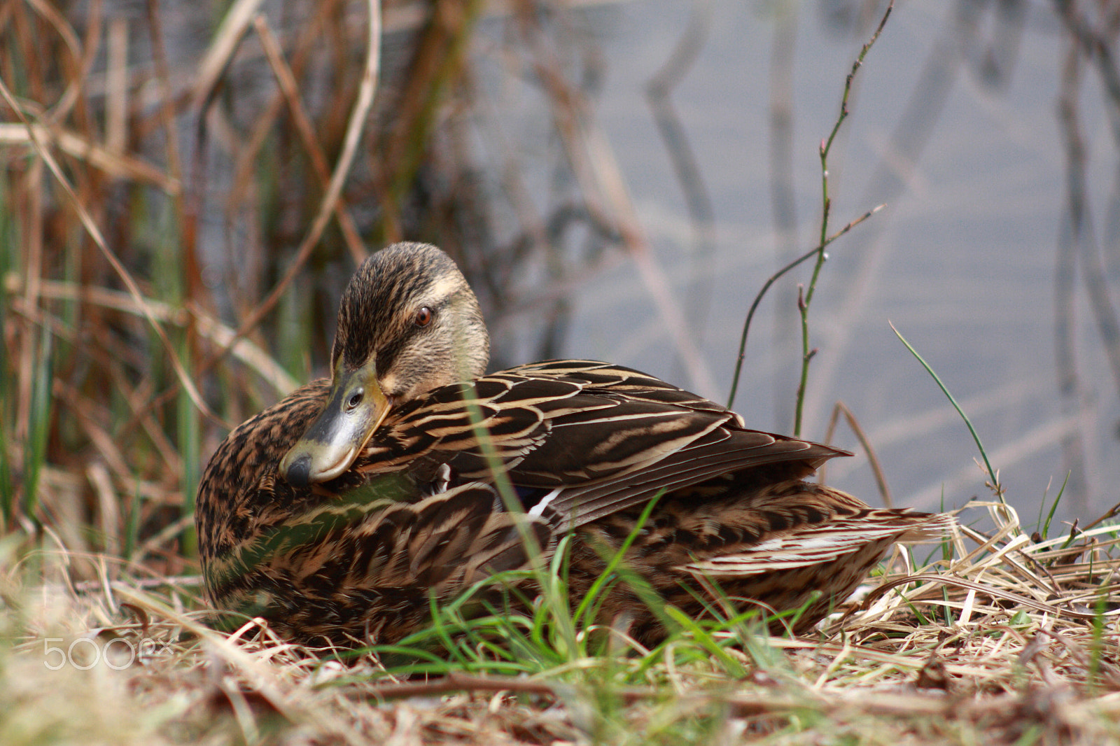 Canon EF 35-80mm f/4-5.6 sample photo. Mallard duck photography