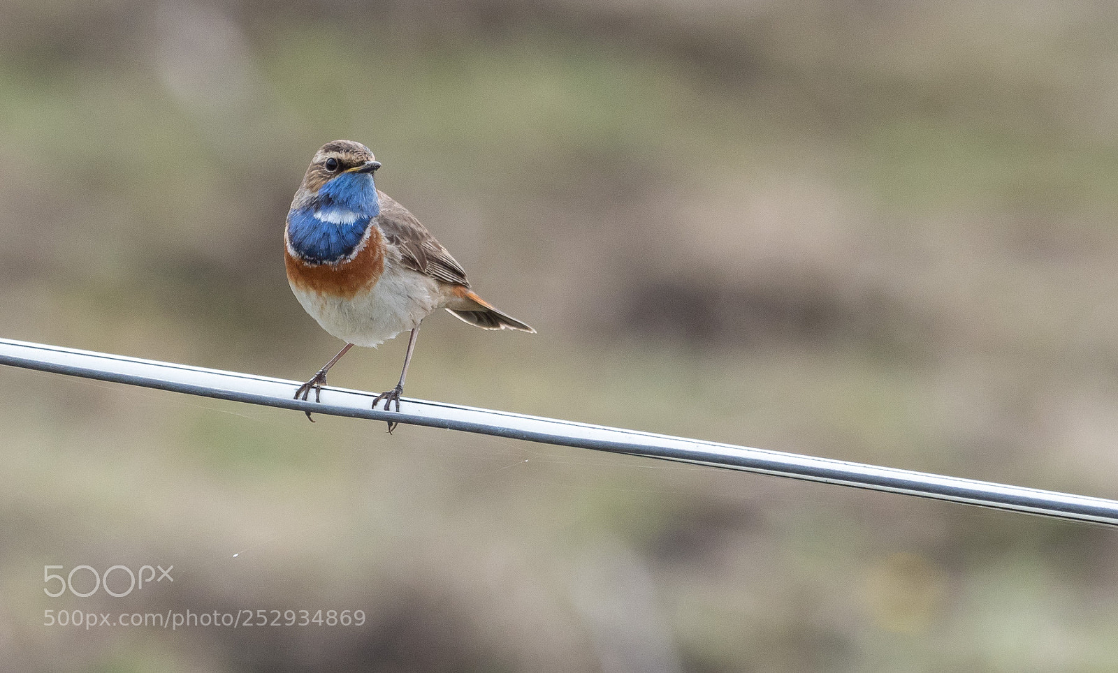 Olympus OM-D E-M1 Mark II sample photo. Blaukehlchen photography