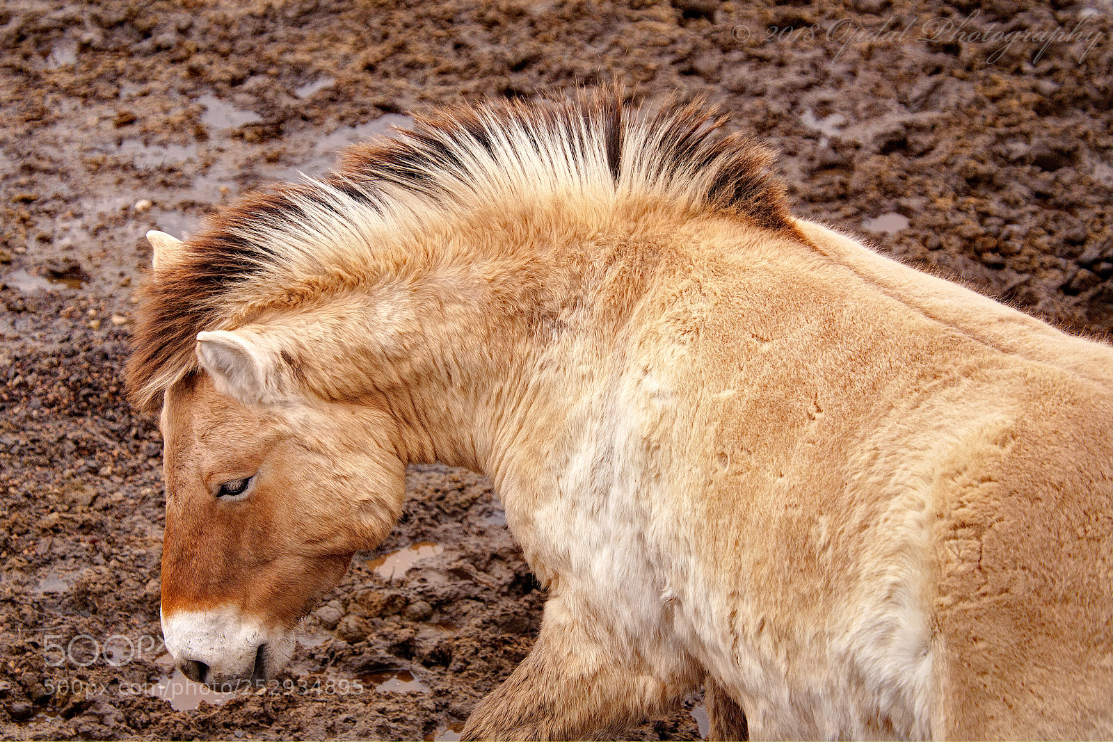 Canon EOS 5D sample photo. Asian wild horse photography