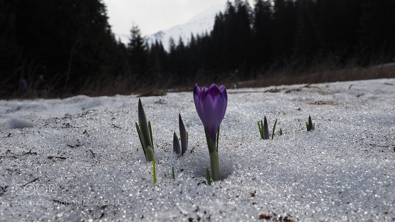 Olympus OM-D E-M10 II sample photo. Sign of sping photography