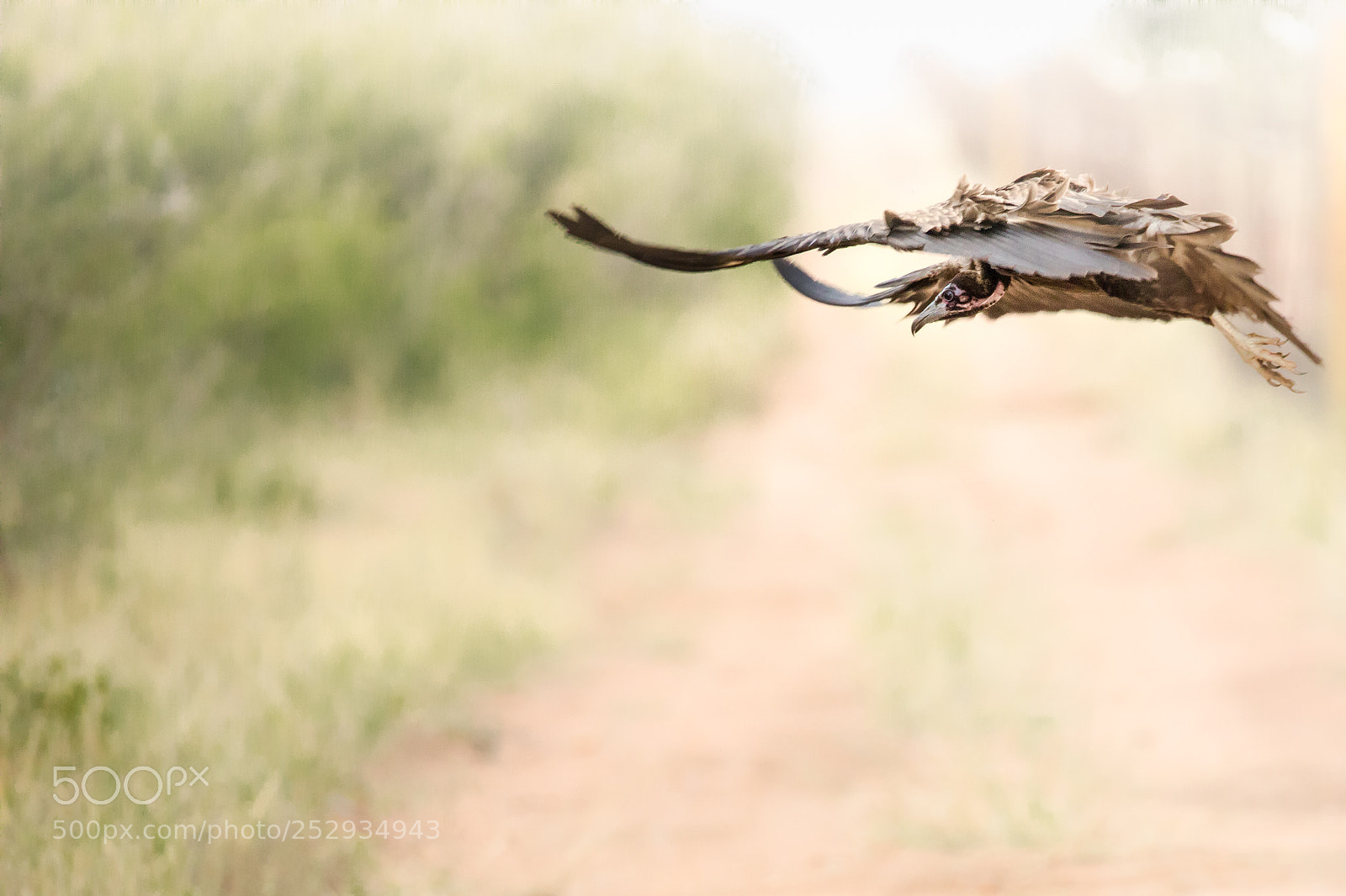 Canon EOS 5D Mark IV sample photo. Flying vulture photography