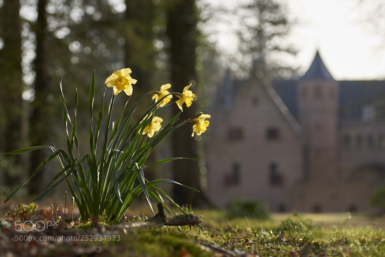 Sony SLT-A99V sample photo. Daffodils at the castle photography