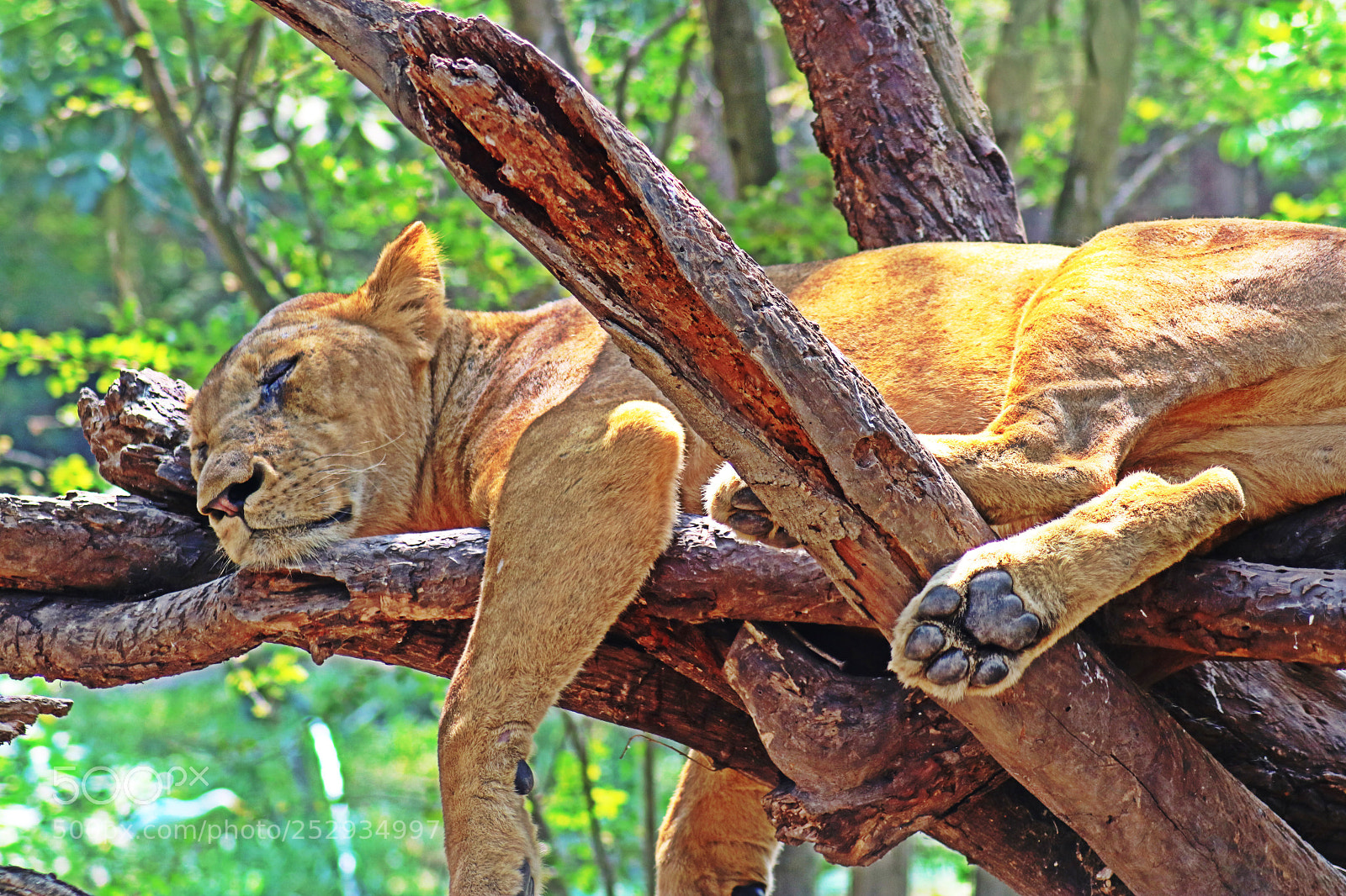 Canon EOS 750D (EOS Rebel T6i / EOS Kiss X8i) sample photo. Lion photography