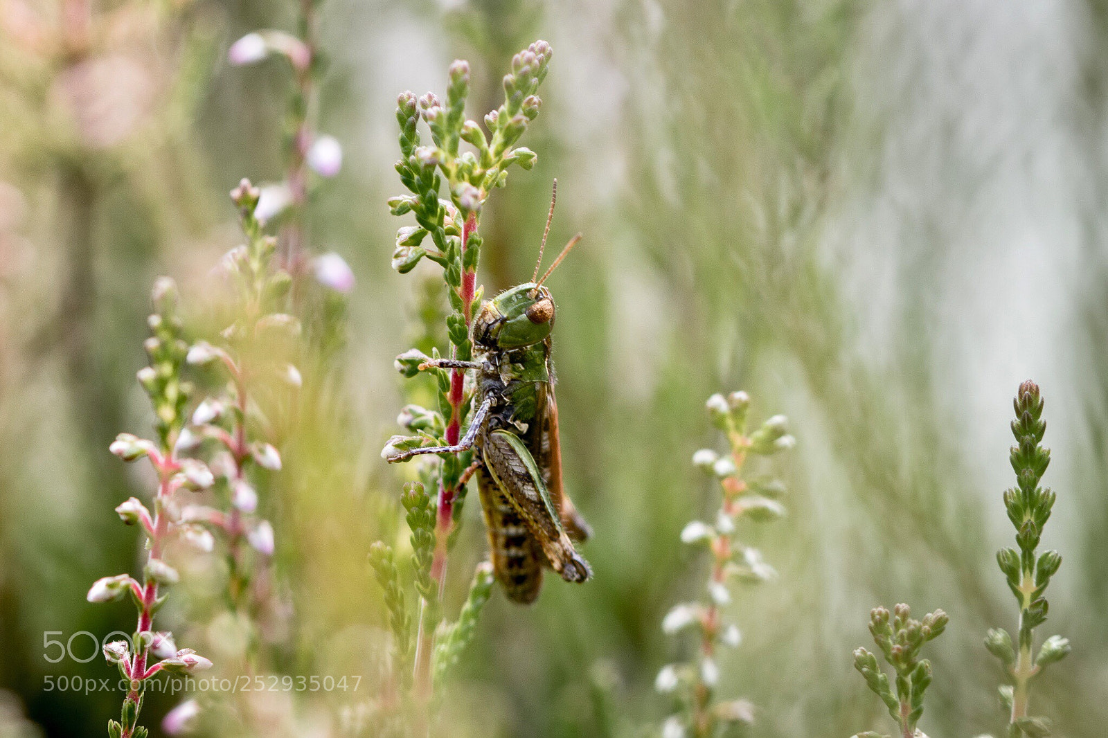 Canon EOS 7D Mark II sample photo. Grasshopper photography