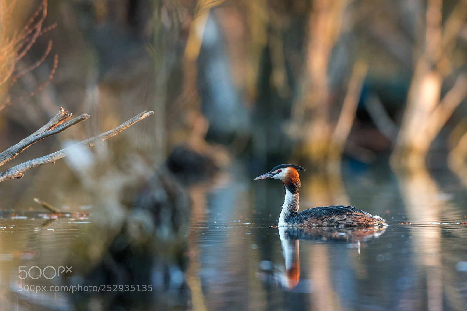 Nikon D500 sample photo. Great crested grebe photography