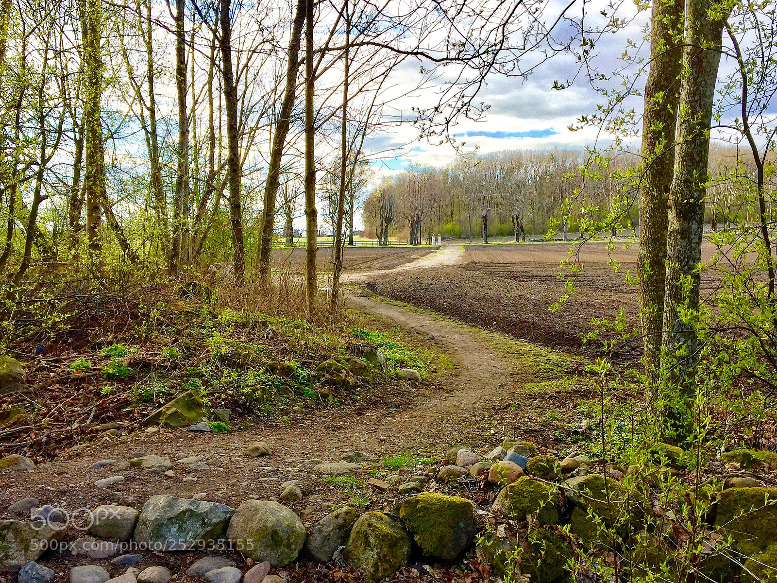 Apple iPhone 6 Plus sample photo. Springtime path photography