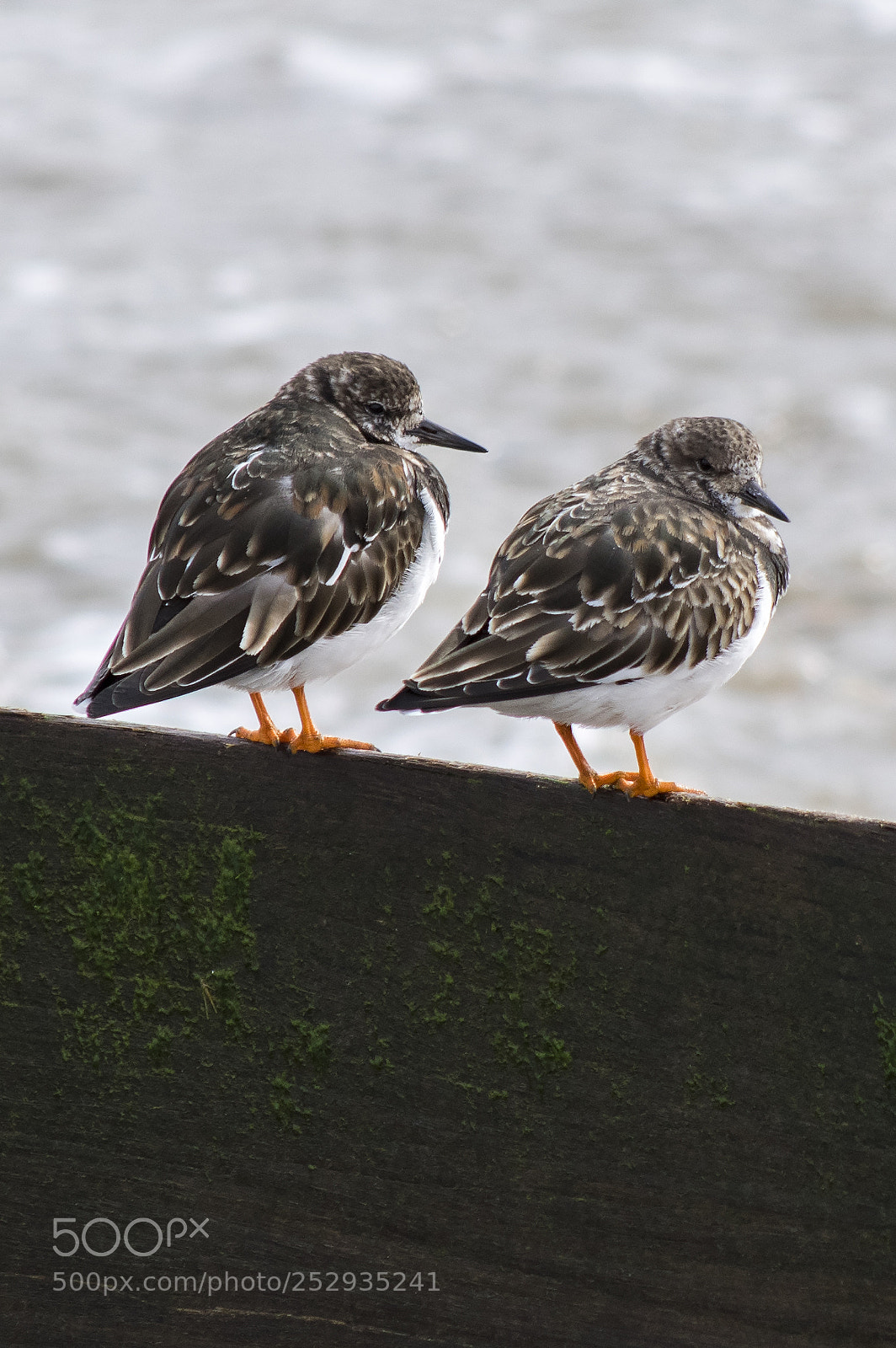Pentax K-3 sample photo. Turnstones - selsey photography