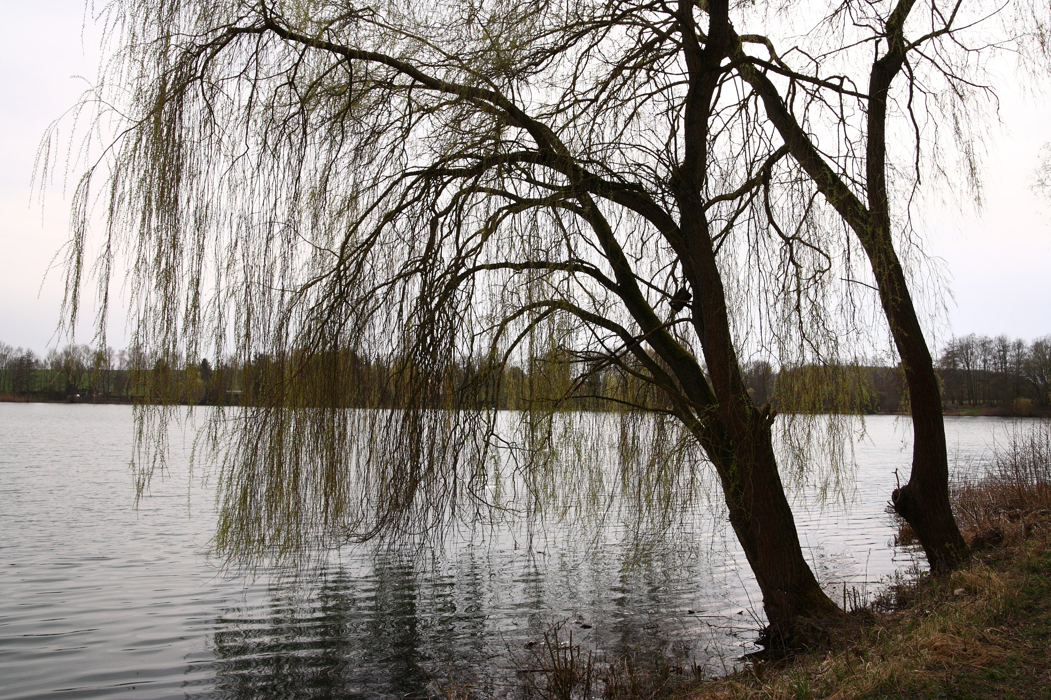 Canon EOS 5D sample photo. Willow trees photography