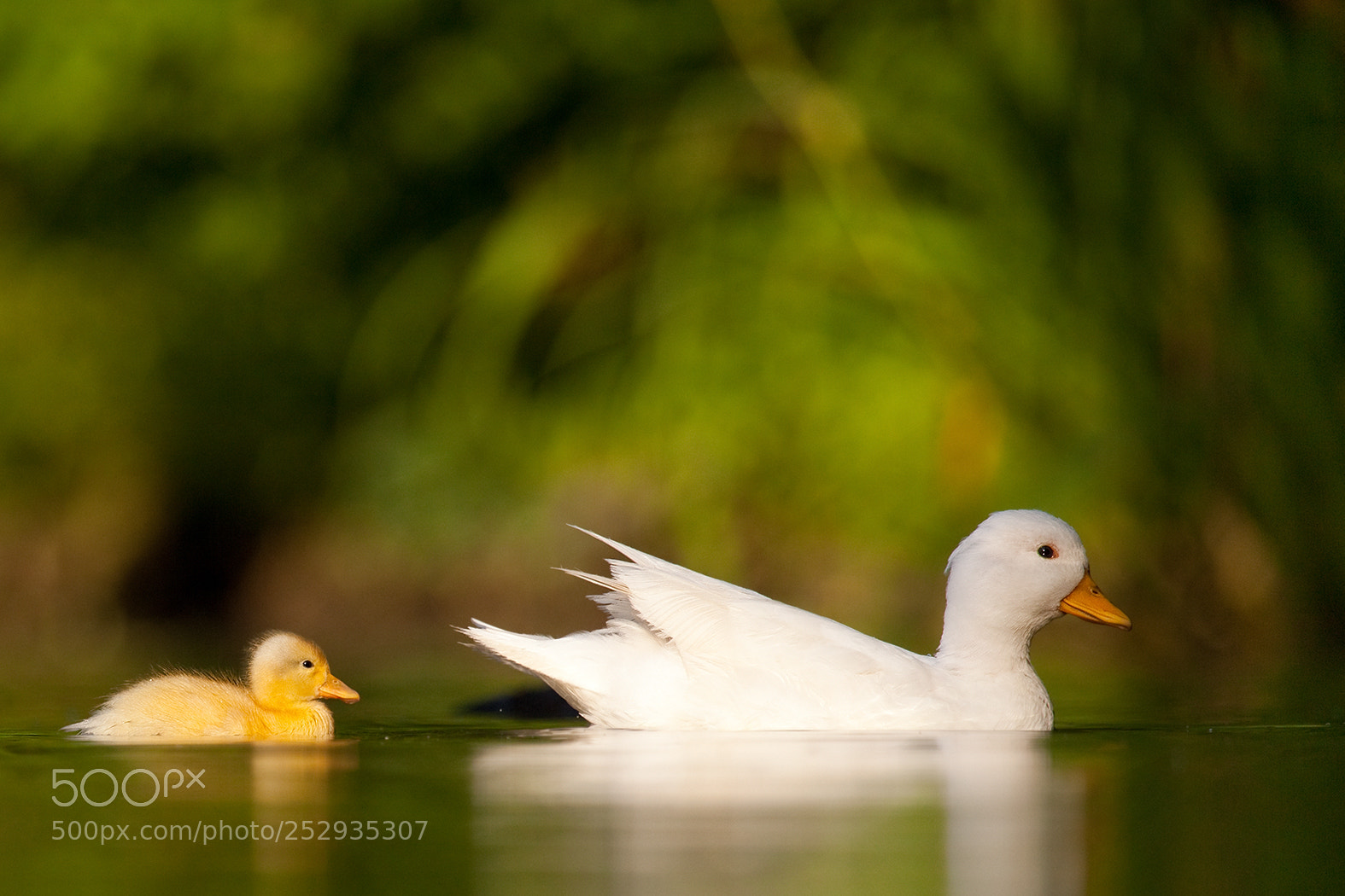 Canon EOS 5D Mark II sample photo. Ducks photography