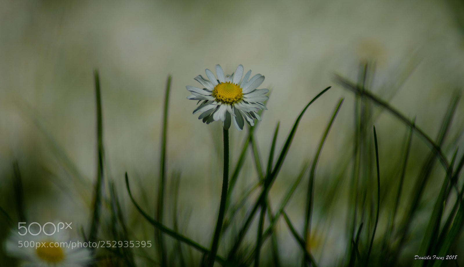 Nikon D5100 sample photo. Gänseblümchen photography