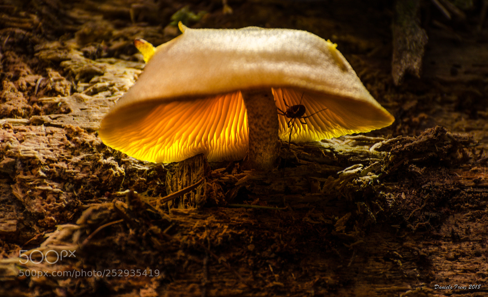 Nikon D5100 sample photo. Pilz mit beleutung photography