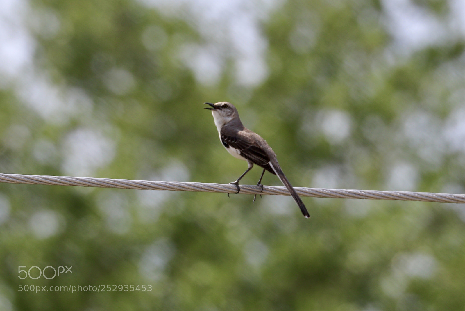 Canon EOS 80D sample photo. Mockingbird  photography