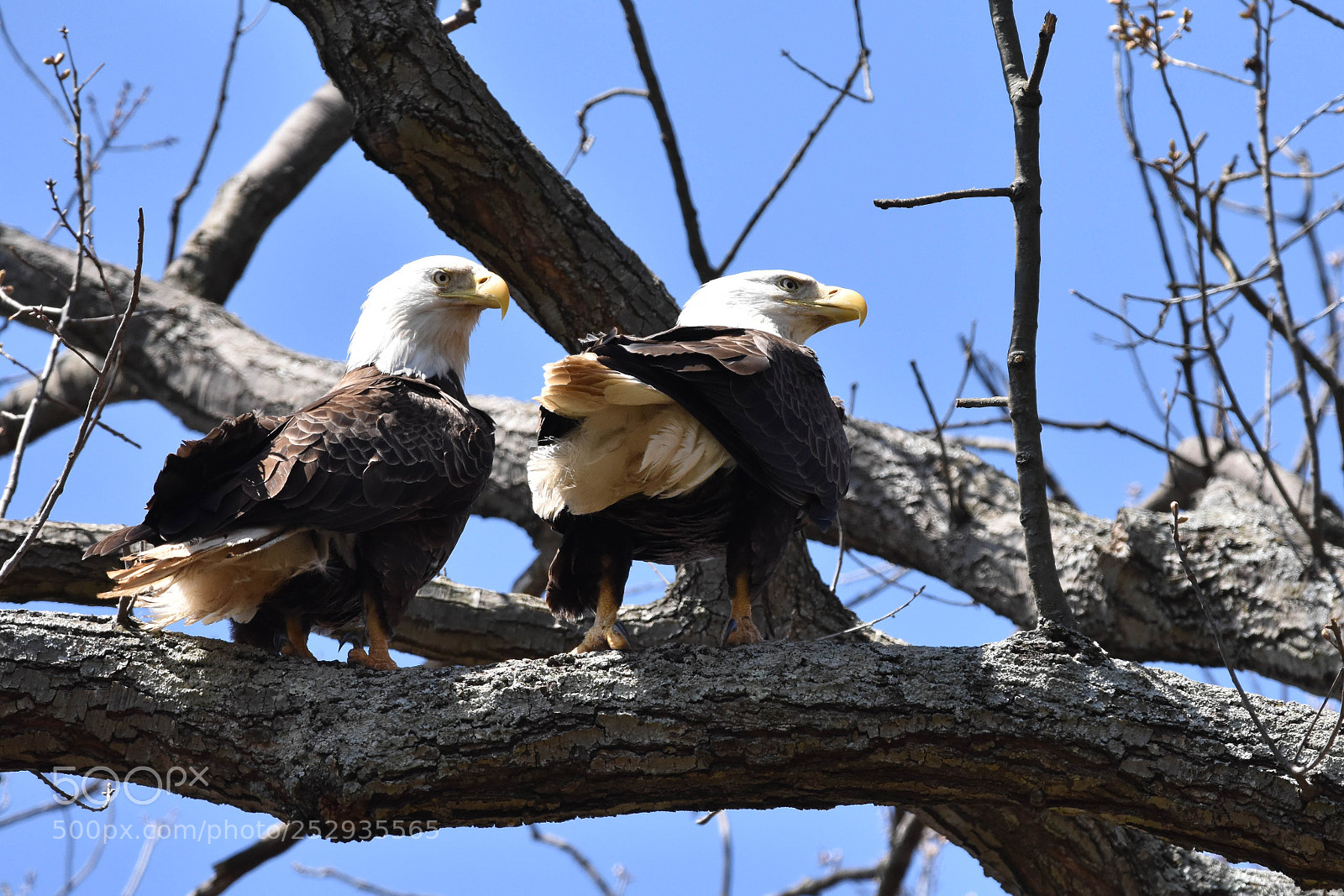Nikon D3400 sample photo. Bald eagle encounter photography