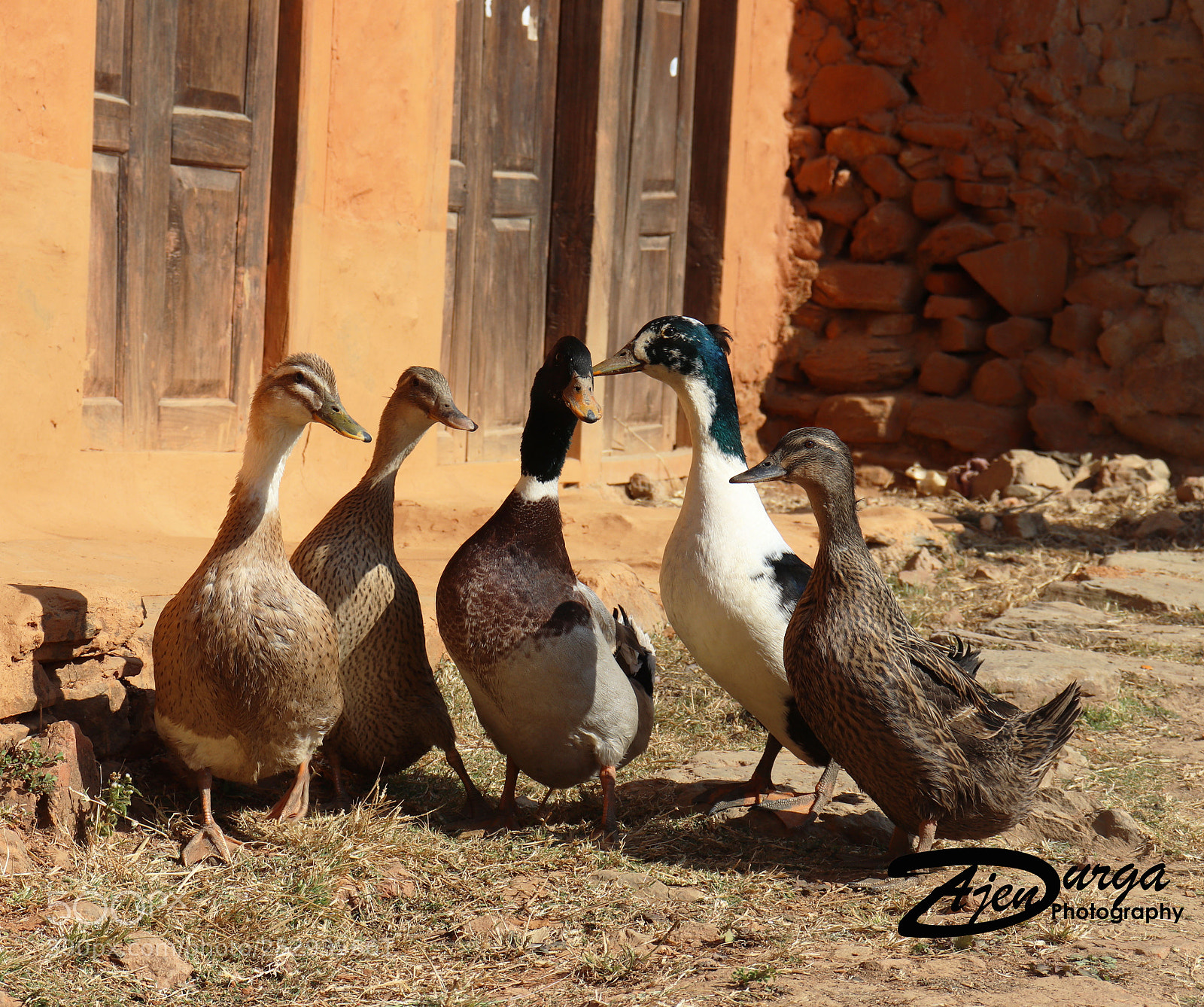 Canon EOS 800D (EOS Rebel T7i / EOS Kiss X9i) sample photo. Ducks. photography