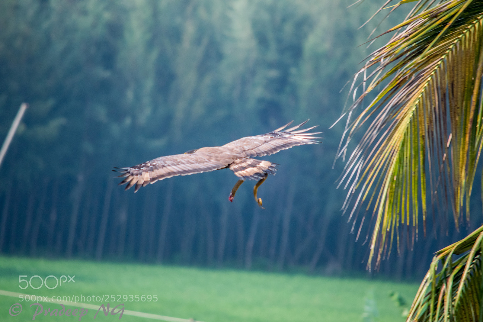 Nikon D3300 sample photo. Crested serpent eagle photography
