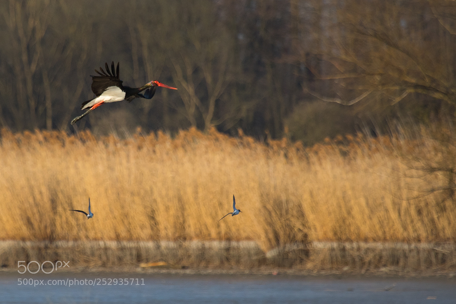 Canon EOS 7D Mark II sample photo. Stork photography
