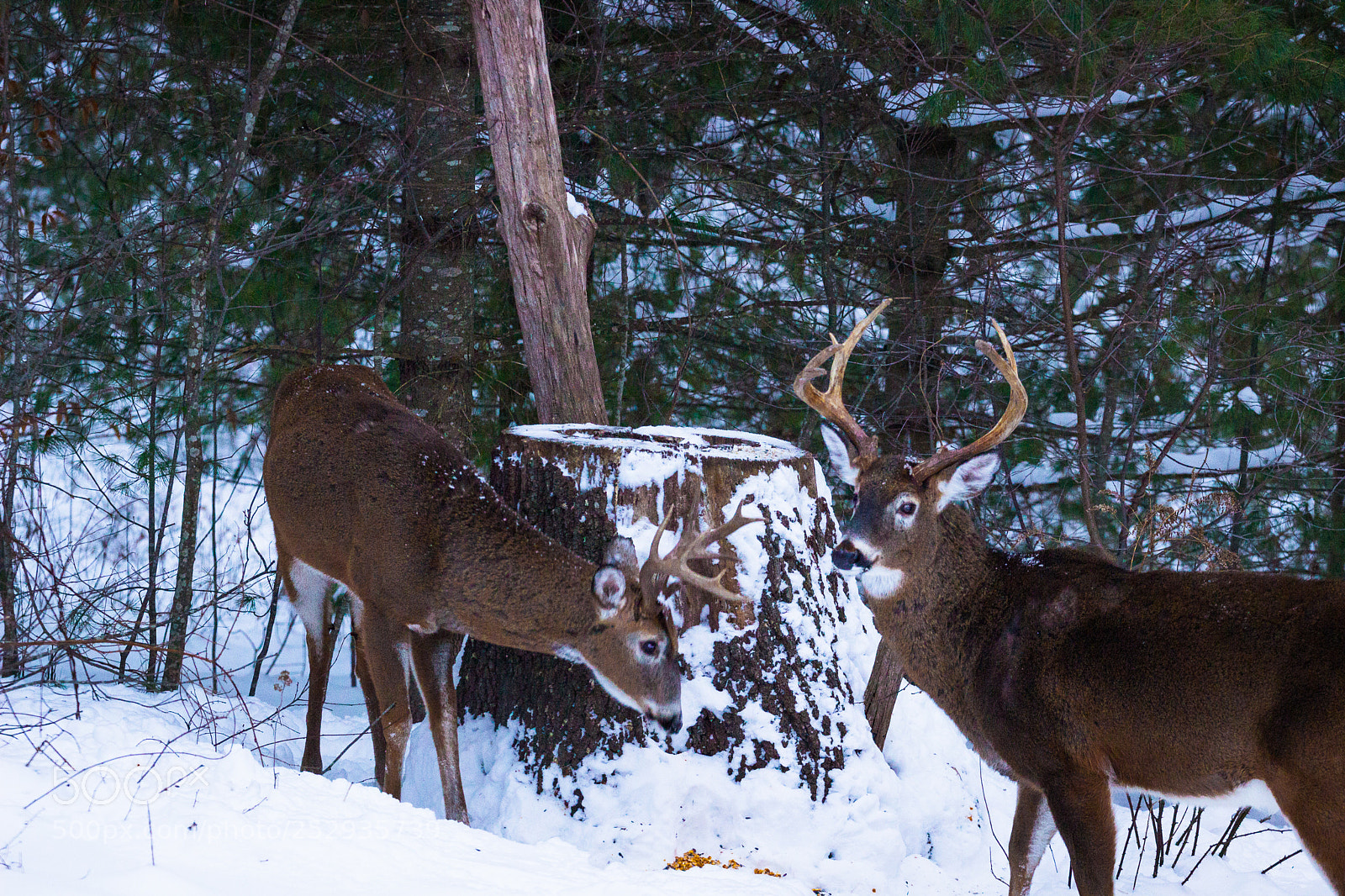 Canon EOS 600D (Rebel EOS T3i / EOS Kiss X5) sample photo. Two whitetail bucks in photography