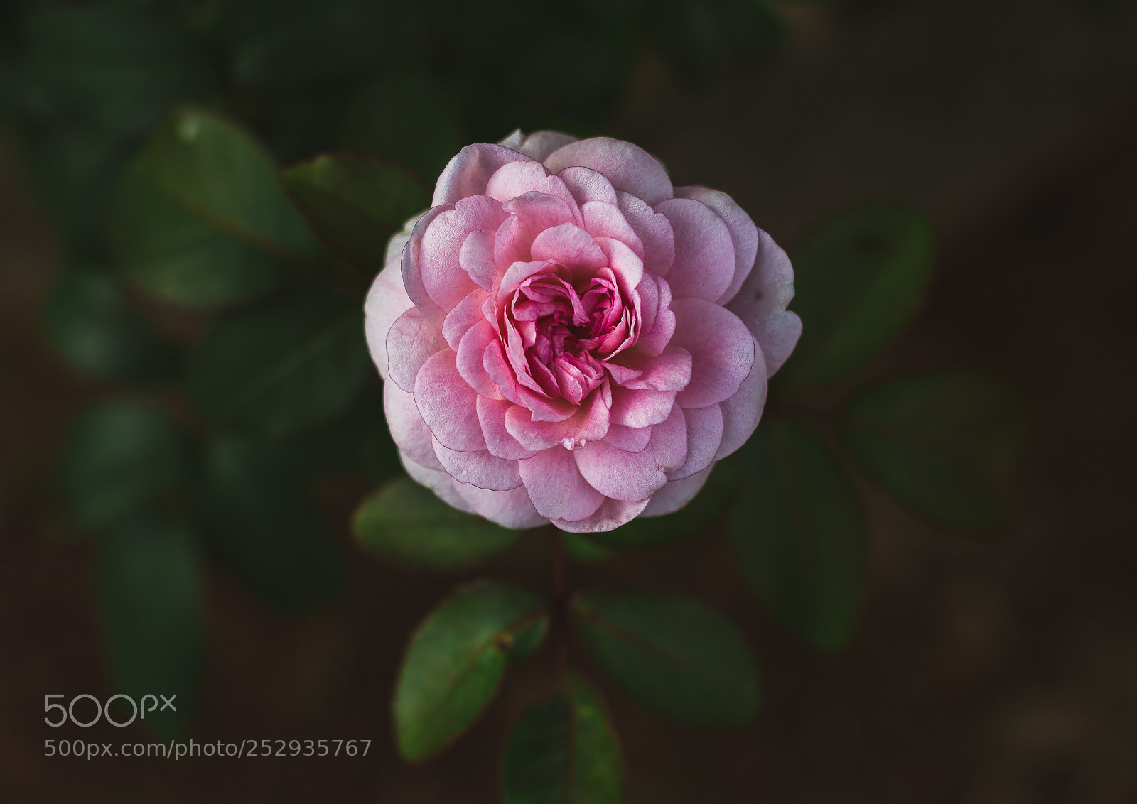 Canon EOS 700D (EOS Rebel T5i / EOS Kiss X7i) sample photo. Img photography