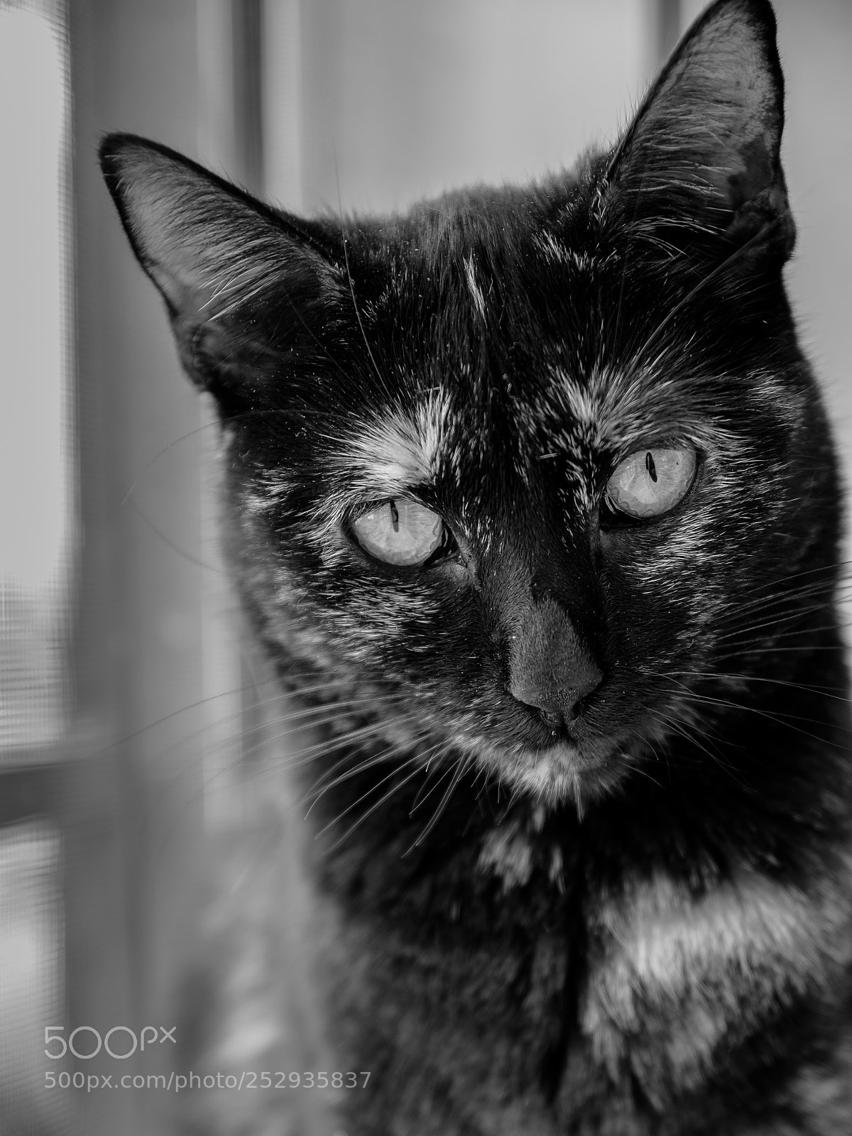 Nikon D500 sample photo. Mikaportraitb&w photography