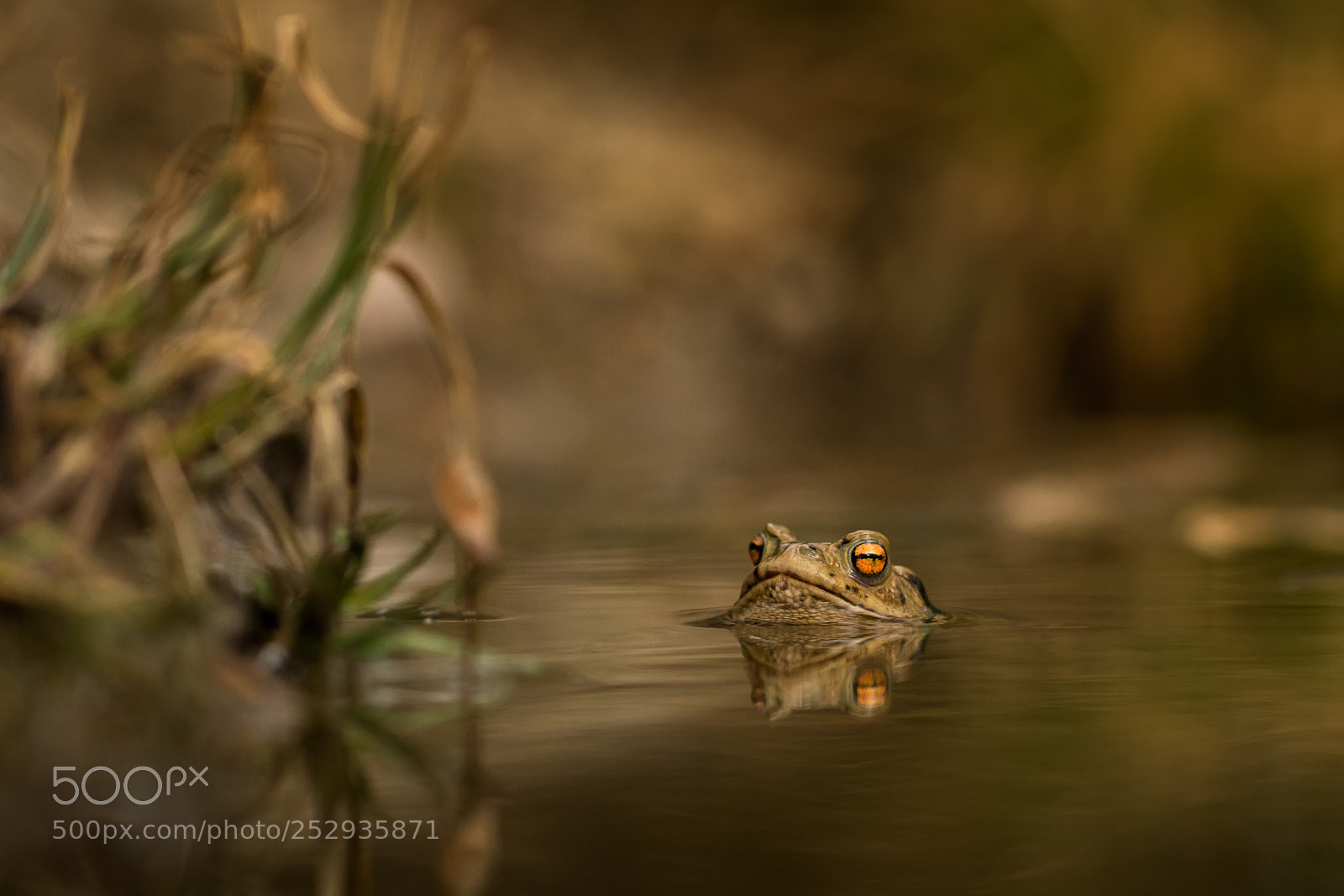 Nikon D500 sample photo. The common toad photography