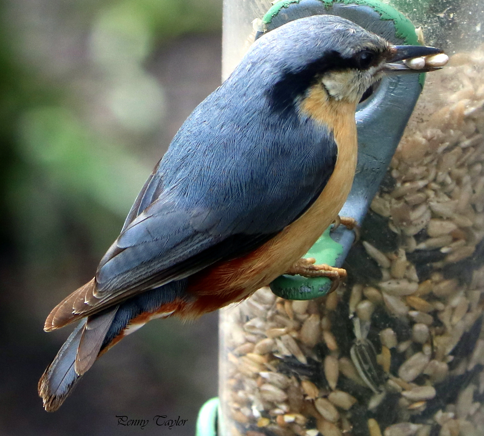 Canon EF 70-300 F4-5.6 IS II USM sample photo. Nuthatch photography