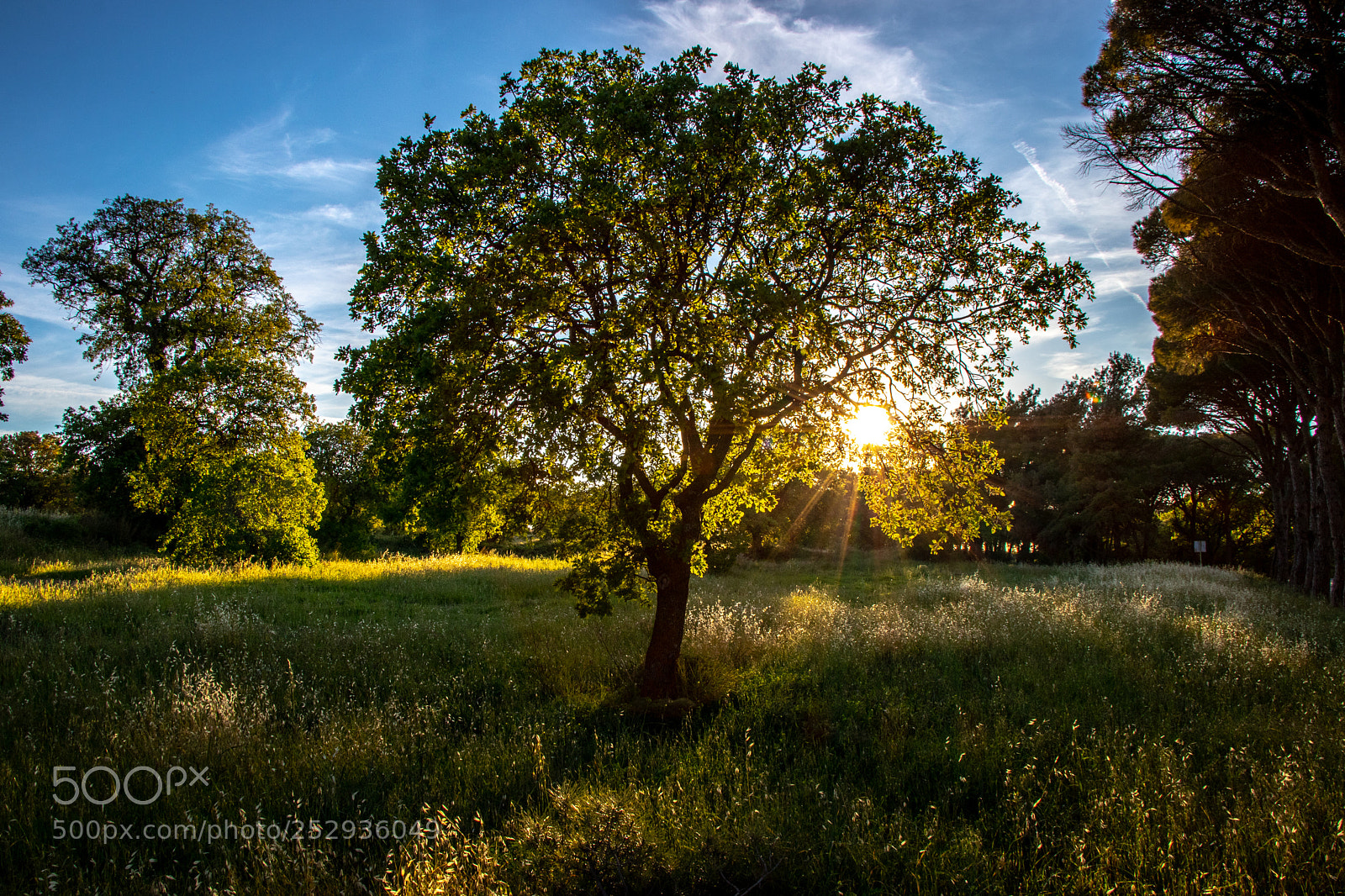 Canon EOS 80D sample photo. Sun over a tree photography