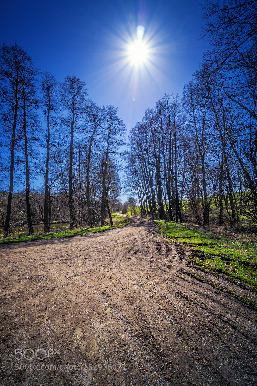 Sony a6000 sample photo. Forest view to the photography