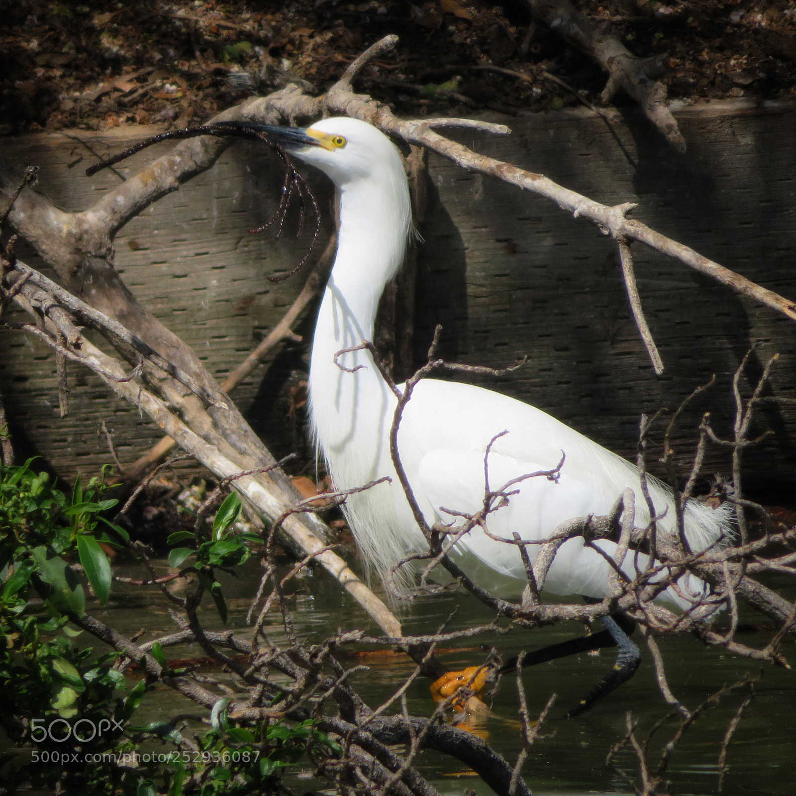 Canon PowerShot SX720 HS sample photo. Bringing sticks photography