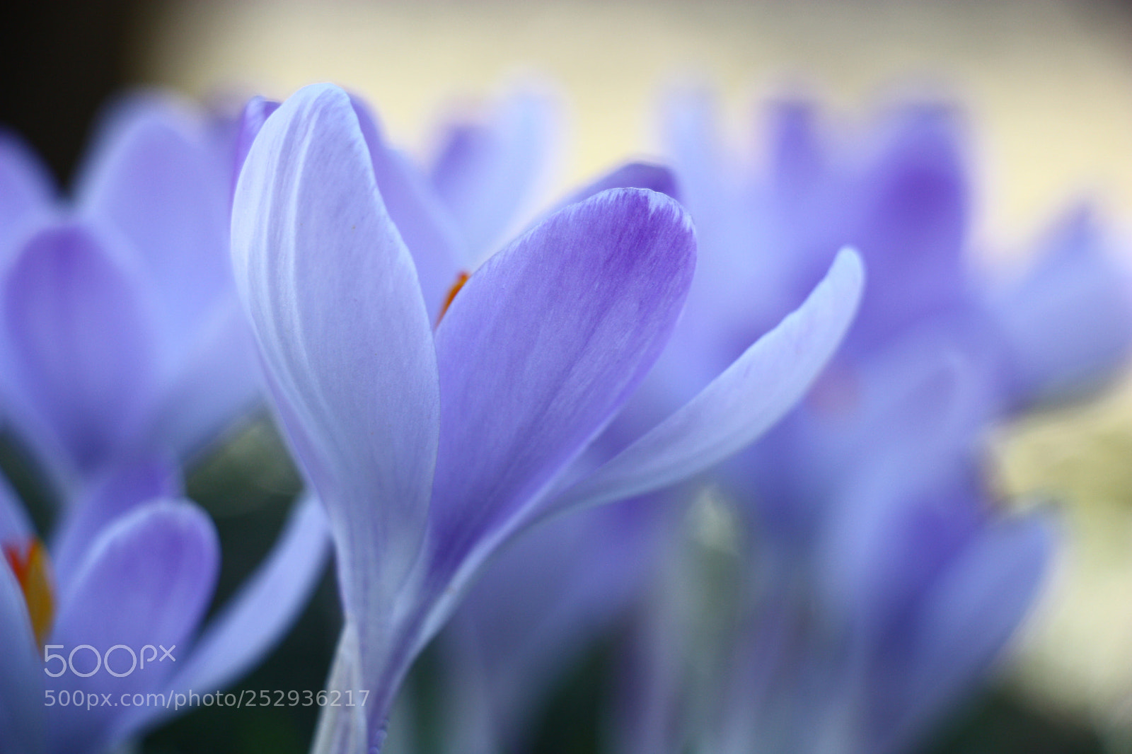 Canon EOS 450D (EOS Rebel XSi / EOS Kiss X2) sample photo. Blue crocuses. water color photography