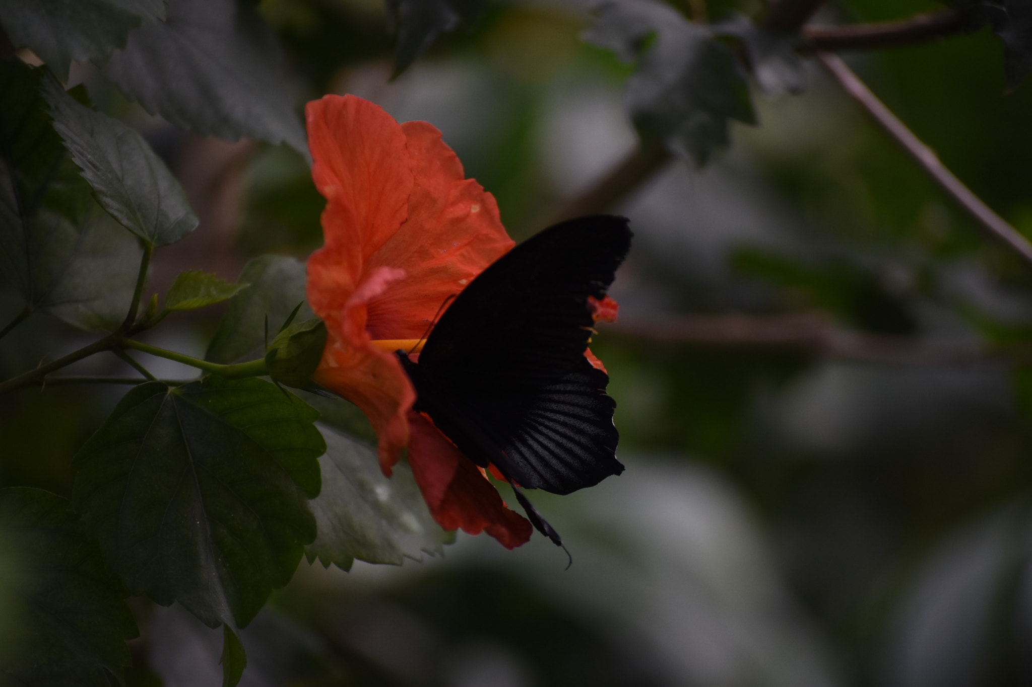 Nikon D7200 sample photo. Sweet taste photography