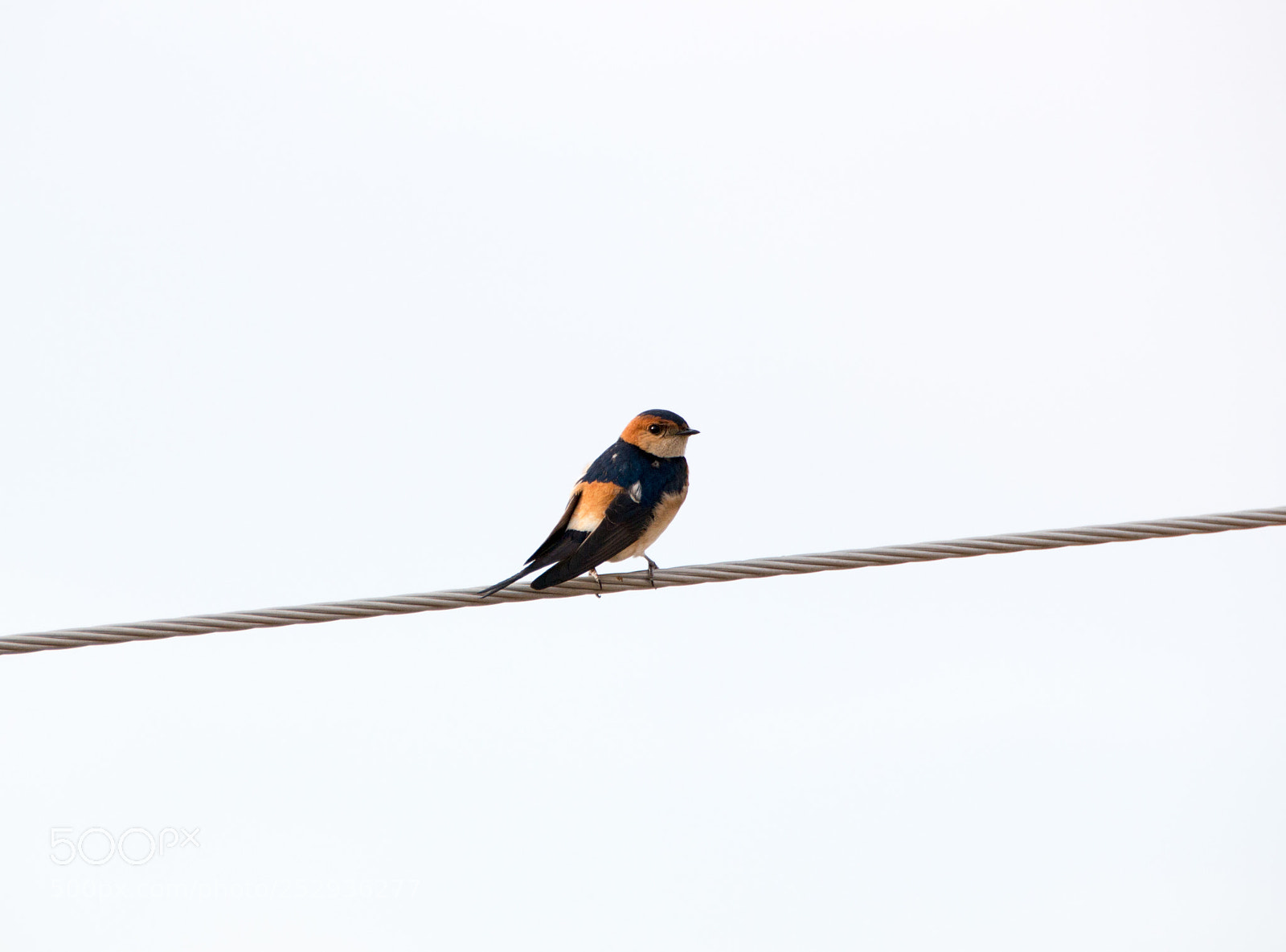 Canon EOS 70D sample photo. I_have_wings photography