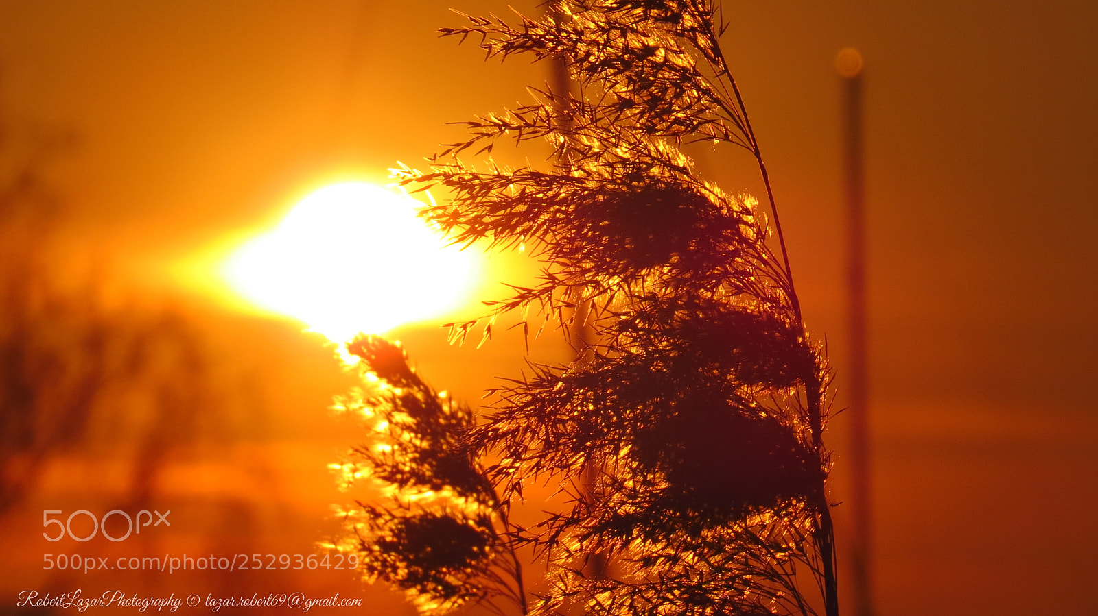 Canon PowerShot SX50 HS sample photo. Burning reed photography