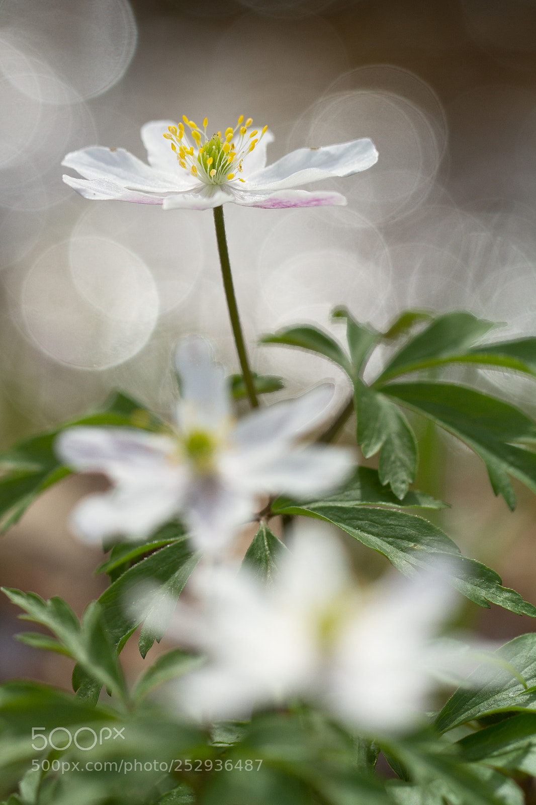 Canon EOS 7D sample photo. Bosanemoon photography