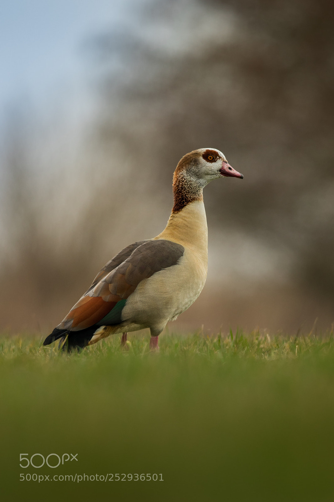 Nikon D500 sample photo. The egyptian goose photography